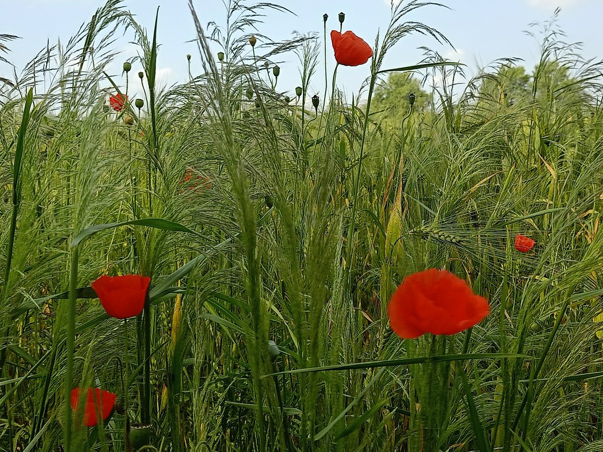 Marina Fransen tweet media