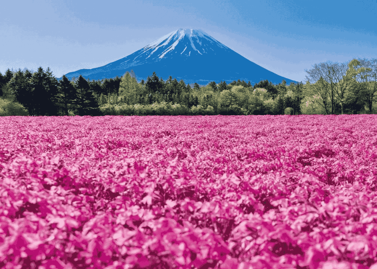 Viajar a Japón tweet media