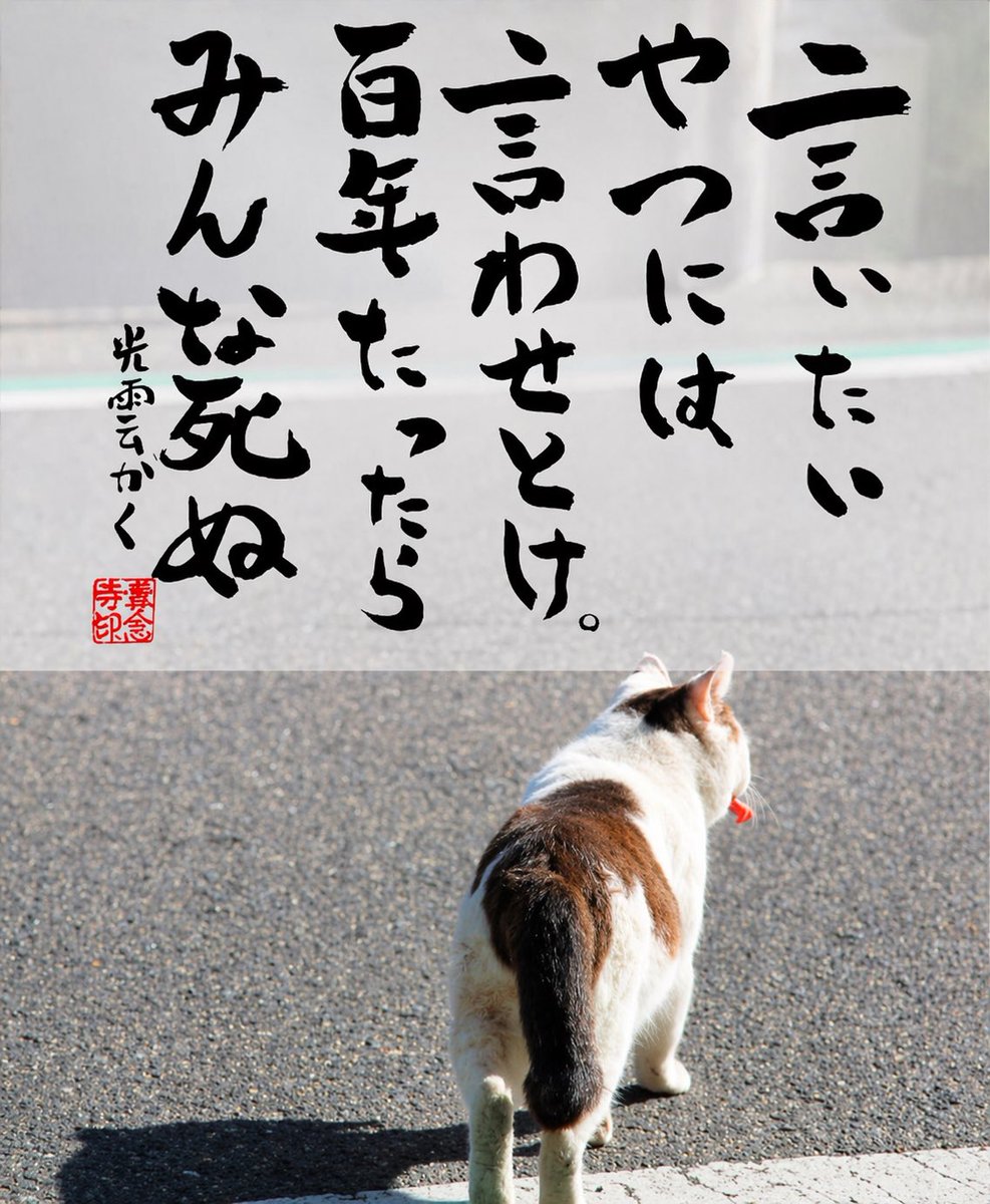 専念寺/ネコ坊主 tweet media