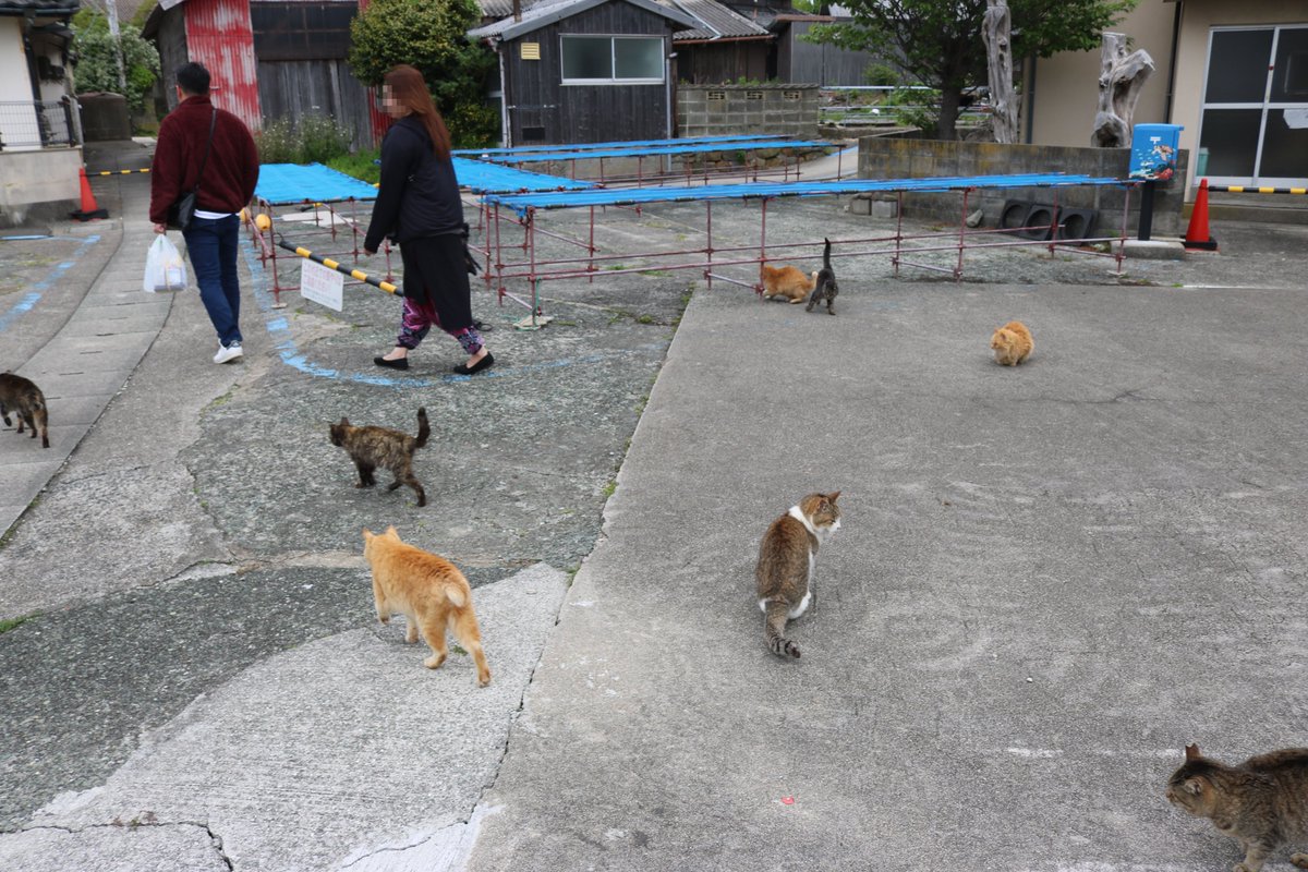 猫の島　青島 tweet media