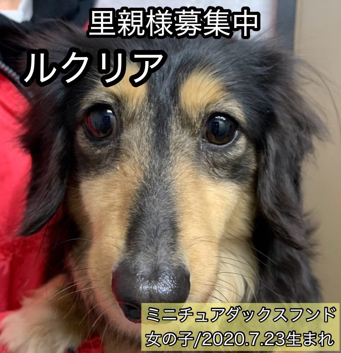 保護犬カフェ®鶴橋店 tweet media