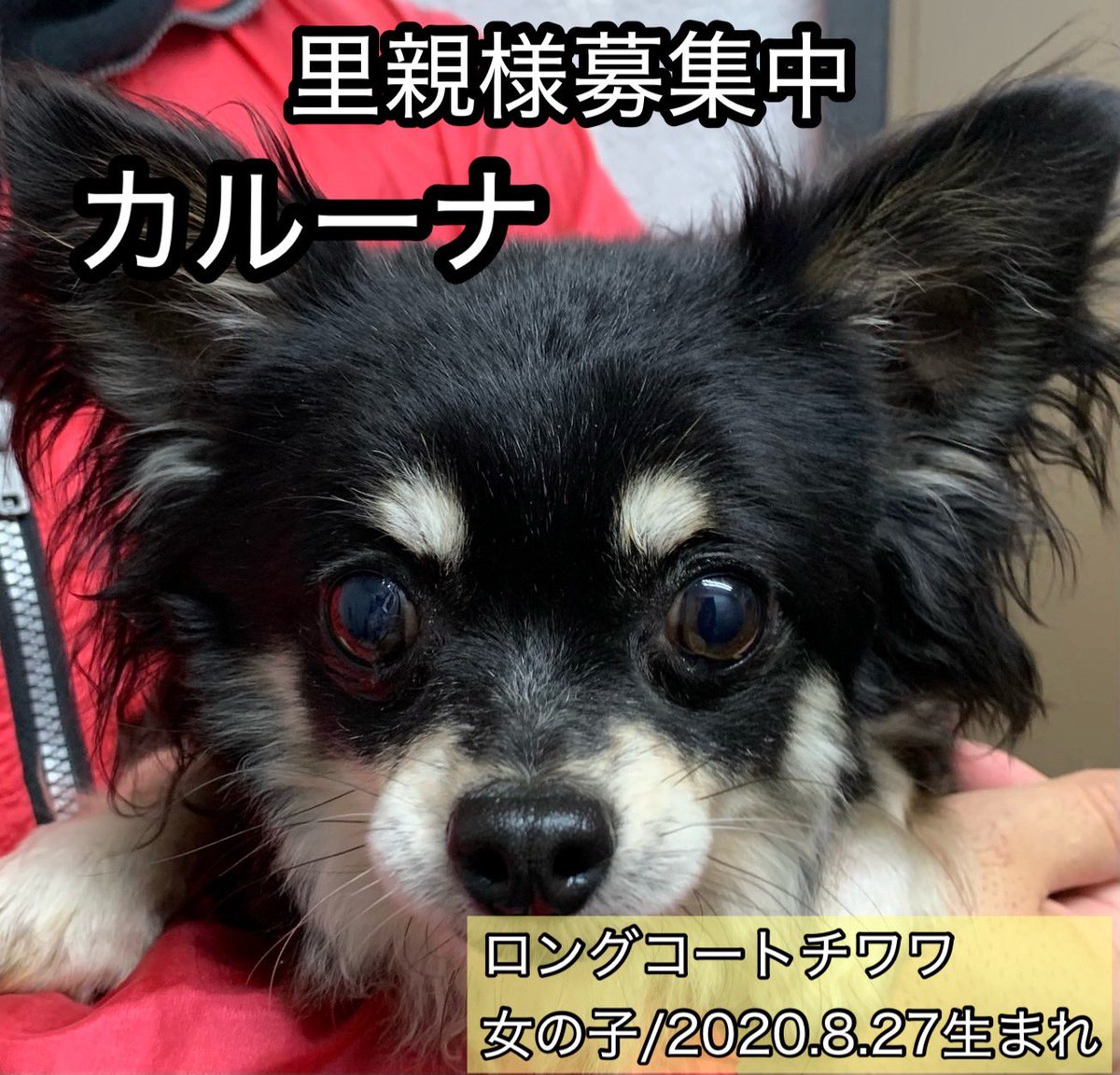 保護犬カフェ®鶴橋店 tweet media