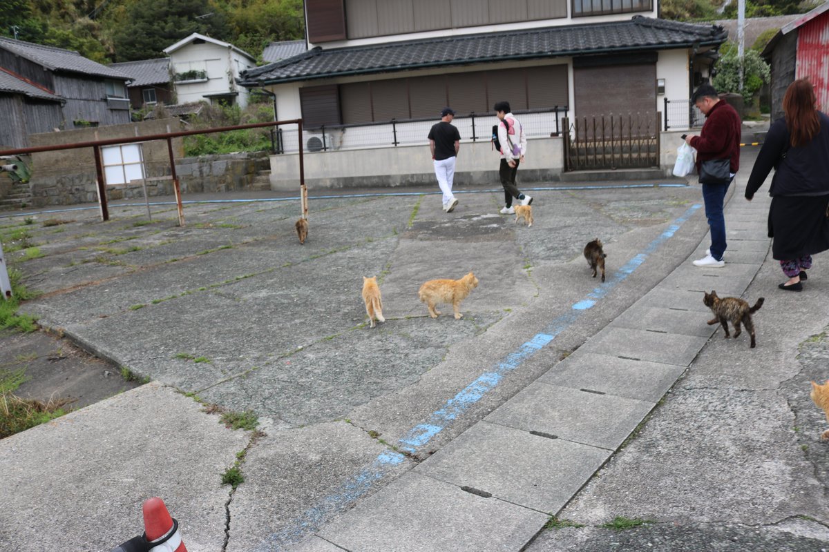 猫の島　青島 tweet media