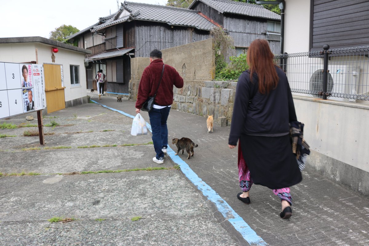 猫の島　青島 tweet media