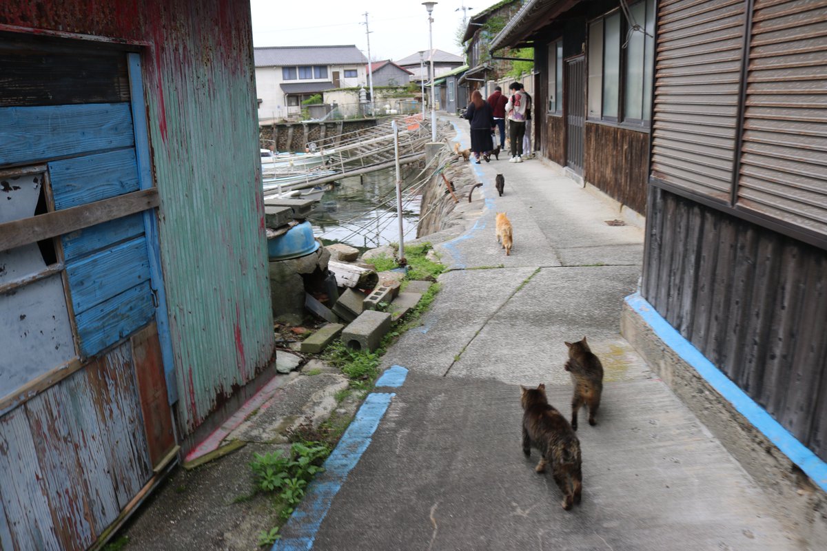 猫の島　青島 tweet media