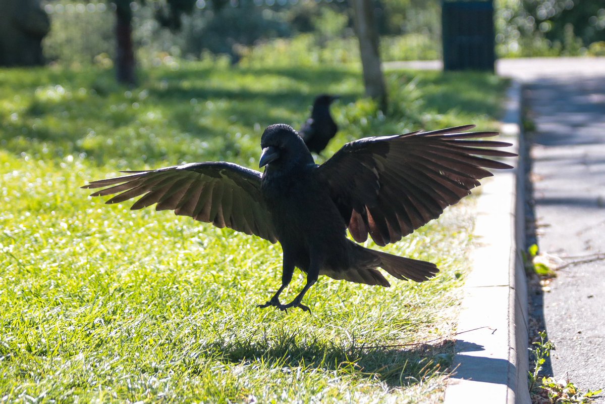 Neil Burgum tweet media