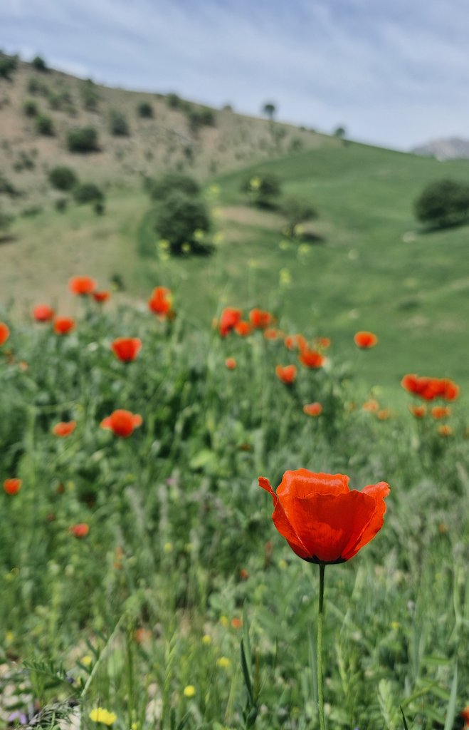 فِرفِریوم - عنصر شماره صفر tweet media