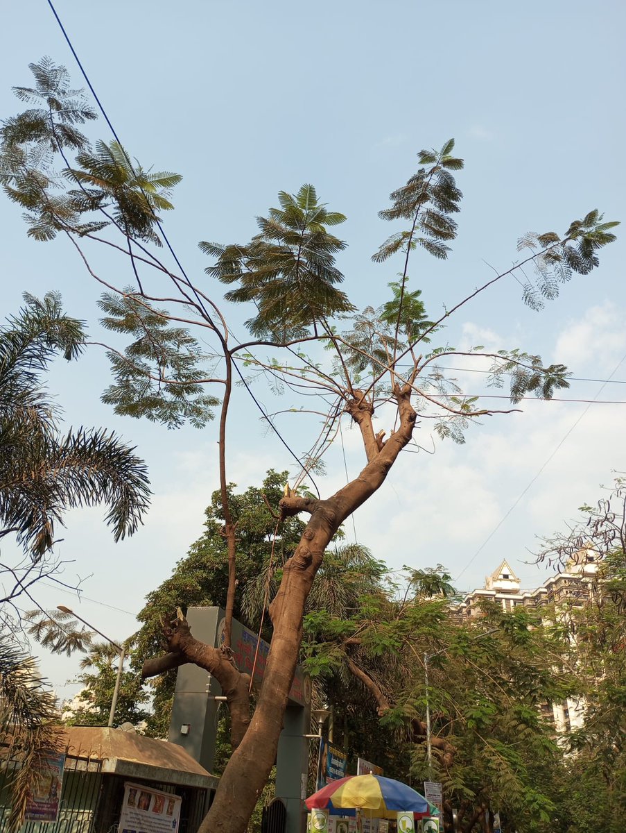 Noorie Shaw tweet media