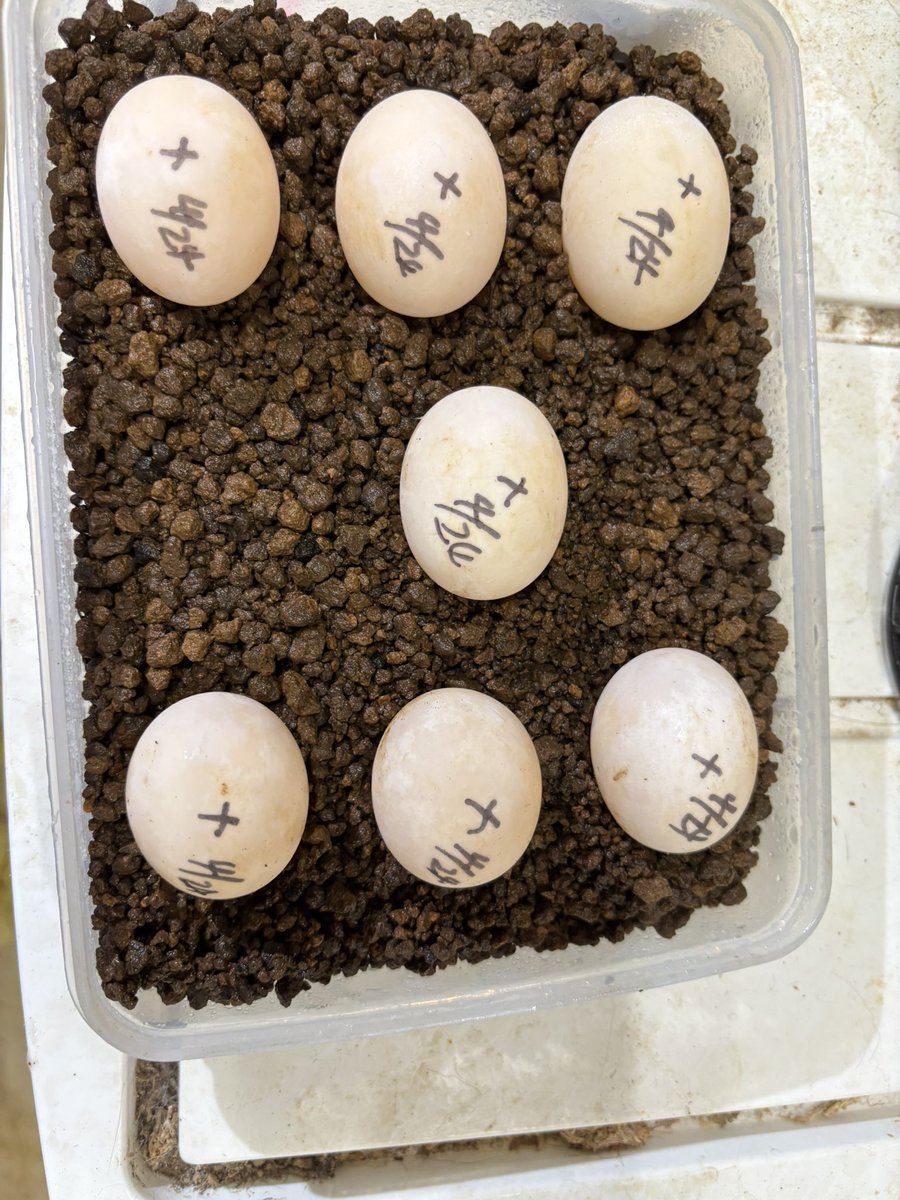 reptilelabo's tweet photo. うちのお母さん今回も頑張ってくれました🐢🥚🥚🥚🥚🥚🥚🥚

#インドホシガメ
#インドホシガメ産卵 https://t.co/X7kq2Z22WC