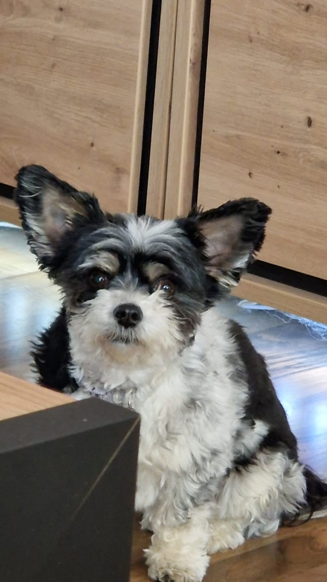 jaschnosch tweet media