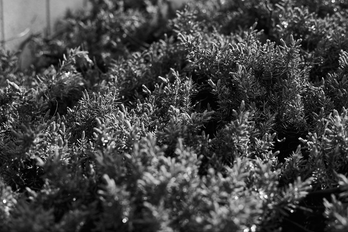 bus_driverblog's tweet image. #SIGMAfp
#monochrome