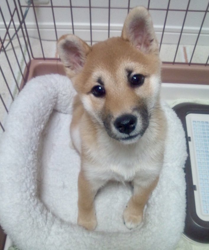 祥&柴犬のまるちゃん tweet media
