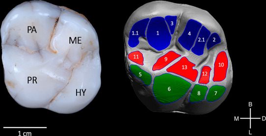 robertosaezm's tweet image. Los homininos de la Sima de los Huesos hace ~430 ka se alimentaban de una dieta mixta con proporciones similares de carne y plantas.
Reconstructing dietary preferences in the Middle Pleistocene Sima de los Huesos population: A molar macrowear perspective doi.org/10.1016/j.jhev…
