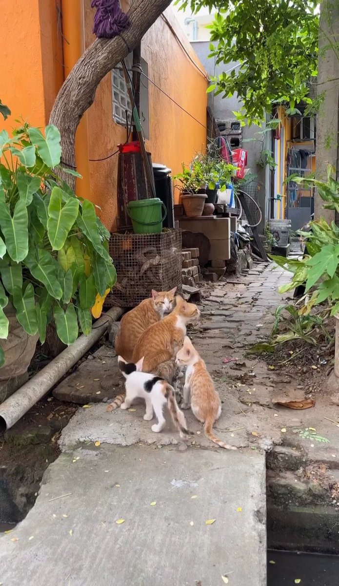 read.reeba tweet media