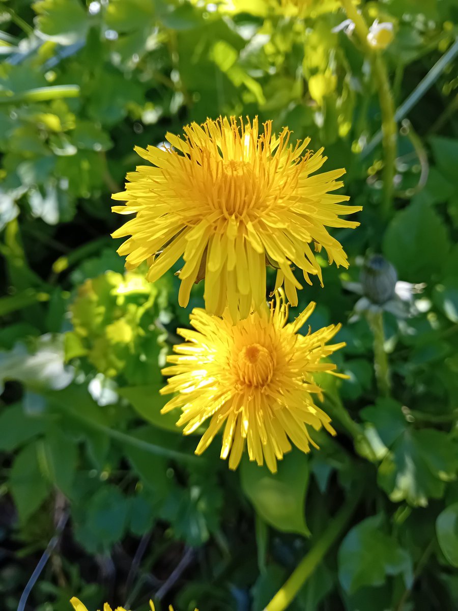 Lesley-Ann Irving tweet media