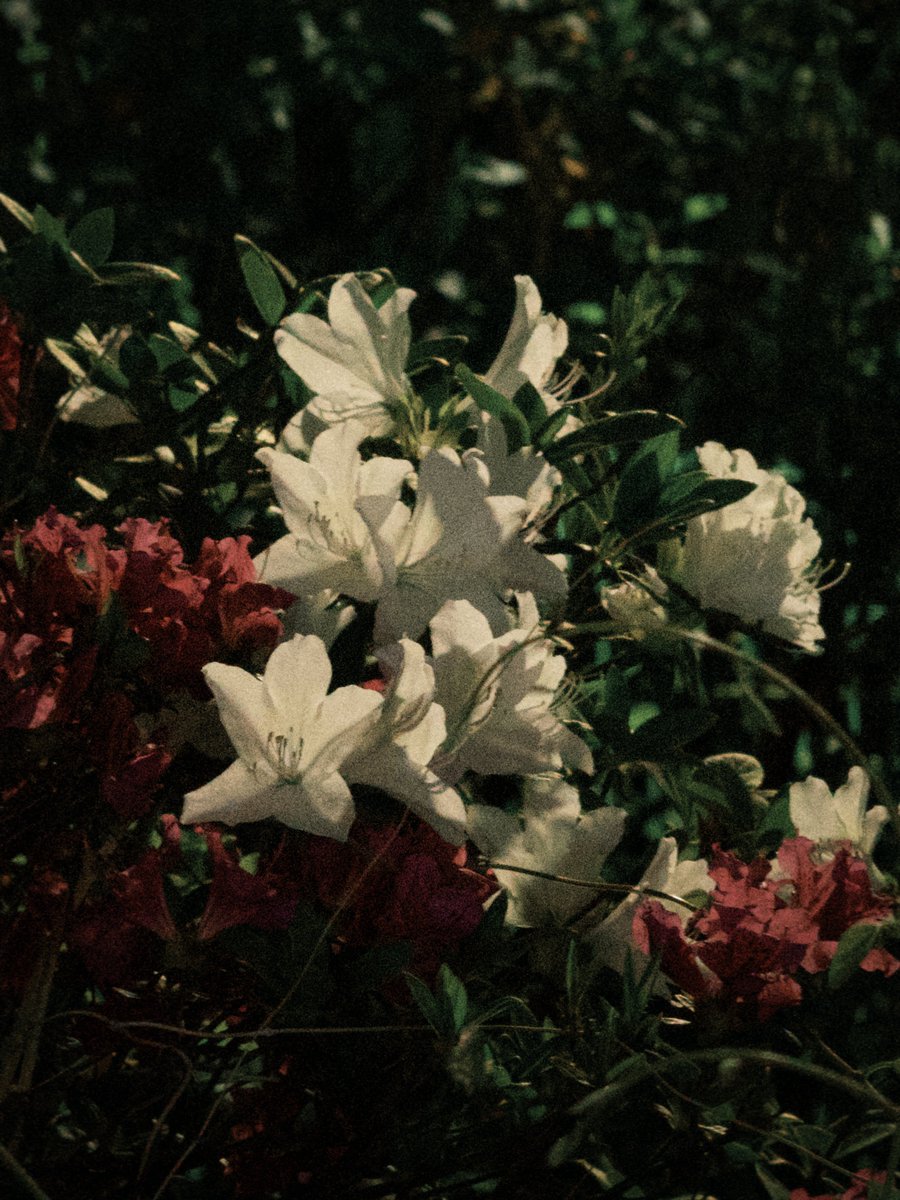 나나무 tweet media