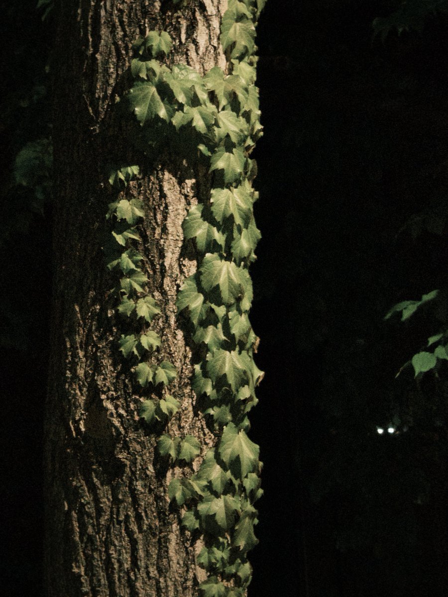 나나무 tweet media