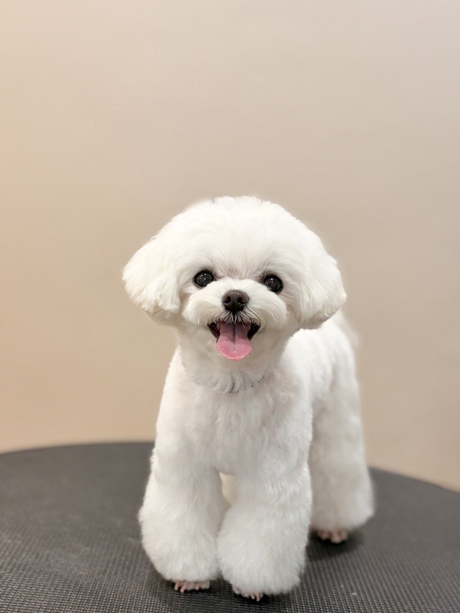 ぷりてぃーぬ tweet media