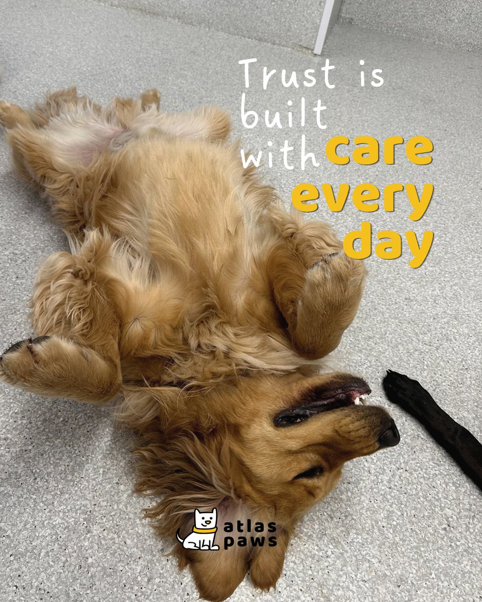 atlaspawsclub's tweet image. Taking care of our dog means taking care of your family member.

#dogdaycare #dogboarding #toronto #pet