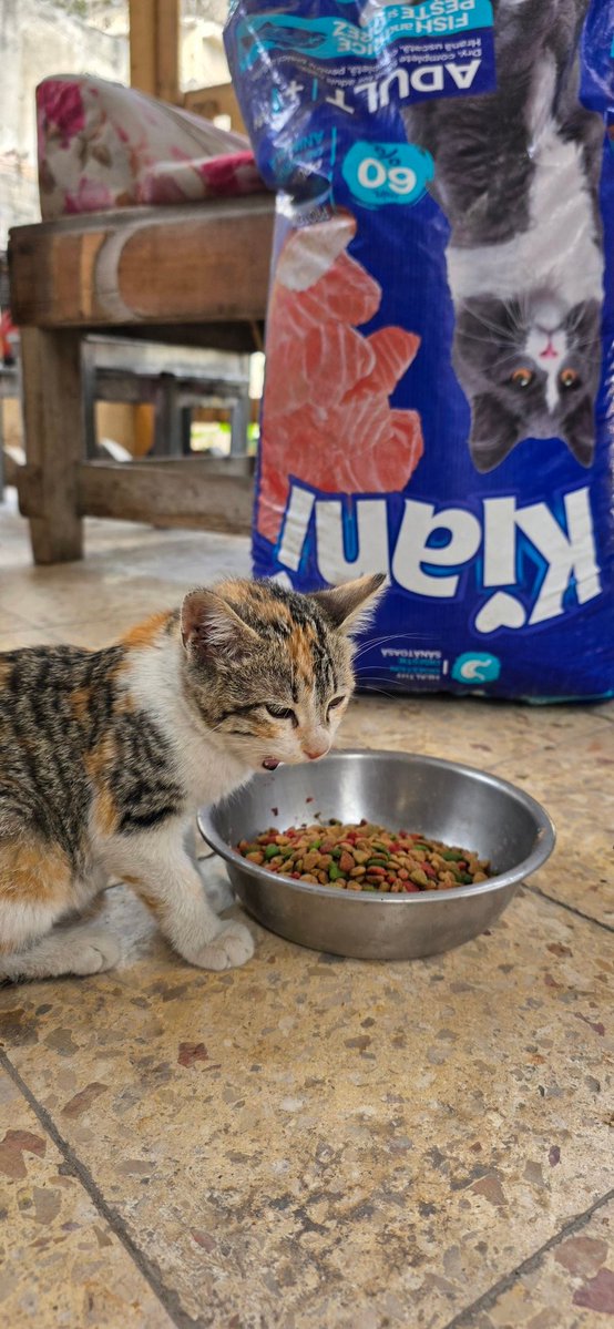 They ate tonight…
and for a moment, it felt like everything was okay.
But it isn’t.
The 20kg bag of food I managed to secure today is not a solution…
it’s a fragile pause.
I stood there and gave my word —
$147 within 3 days.
Not just a debt…
a promise I cannot afford to break.