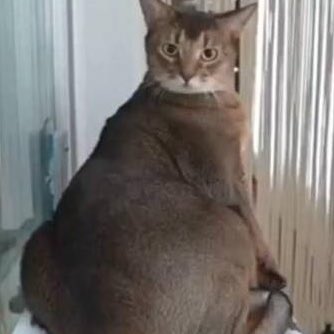 me᳐oᴗo᳐੭ﾞ tweet media