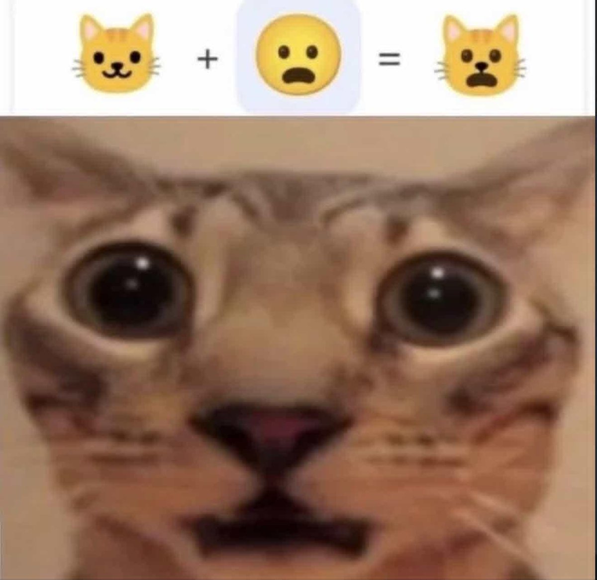 lonzo.berry tweet media