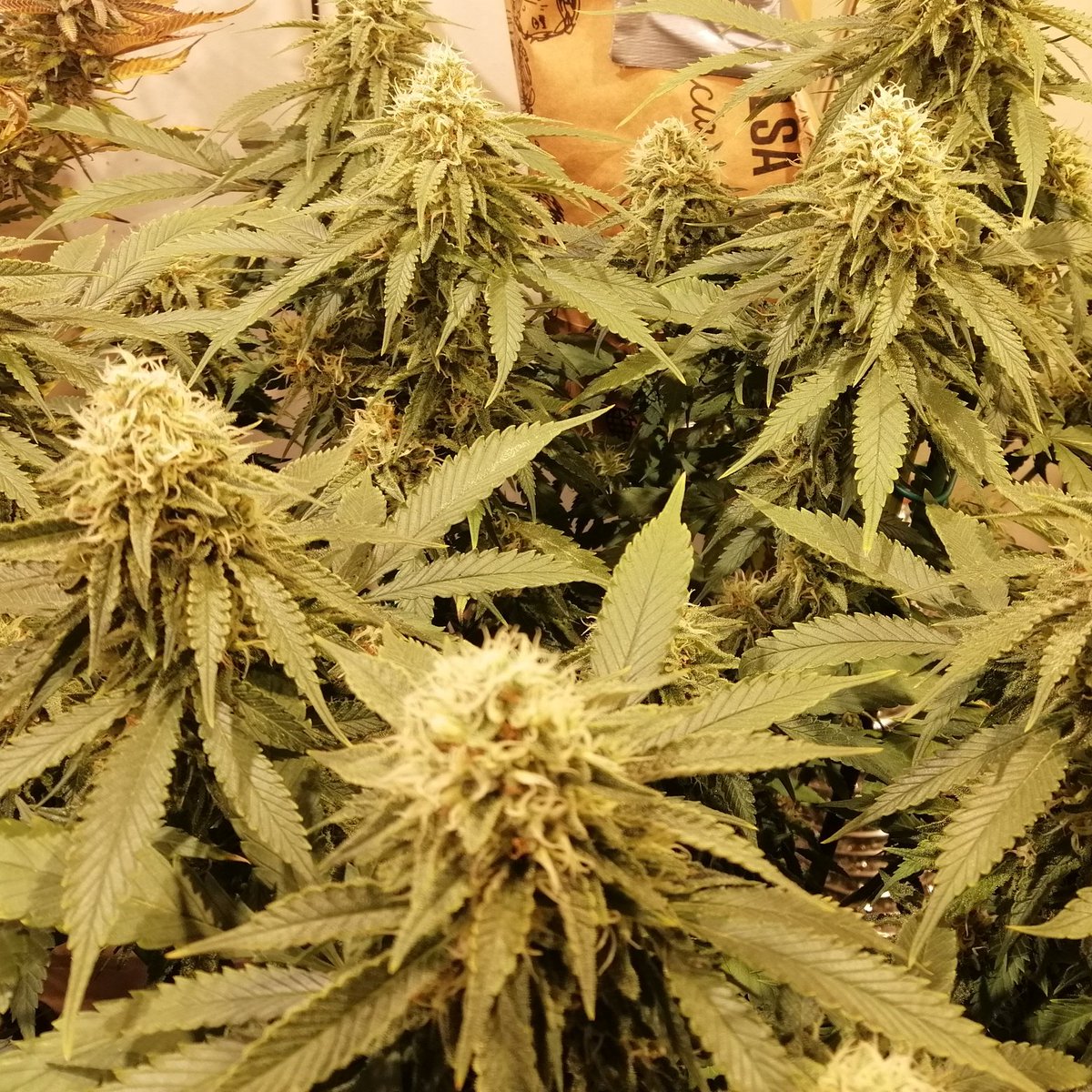 Lass uns mal einen Blick auf diese Jamaican Dream werfen, diese Sorte ist bekannt für die seltene Kombi aus tropischer Energie und überraschend schneller Blüte, perfekt wenn du Speed und Geschmack willst.