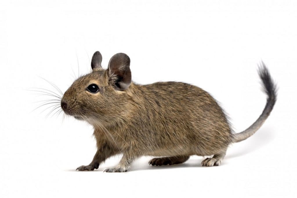 Degu

literally John Rodent but I love them