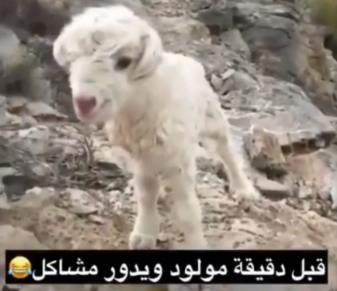 ‏‏ِِ tweet media