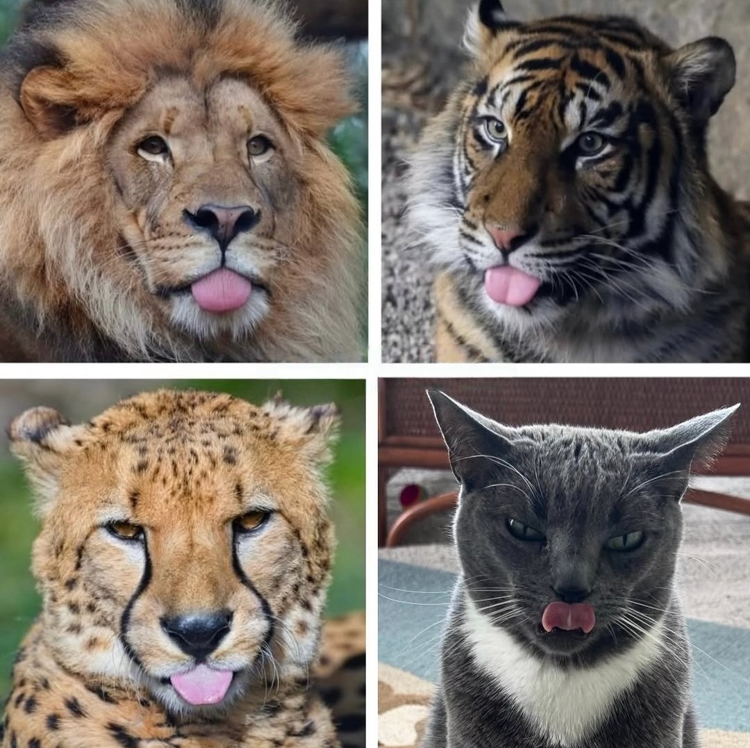 Proof all cats are the same 😺