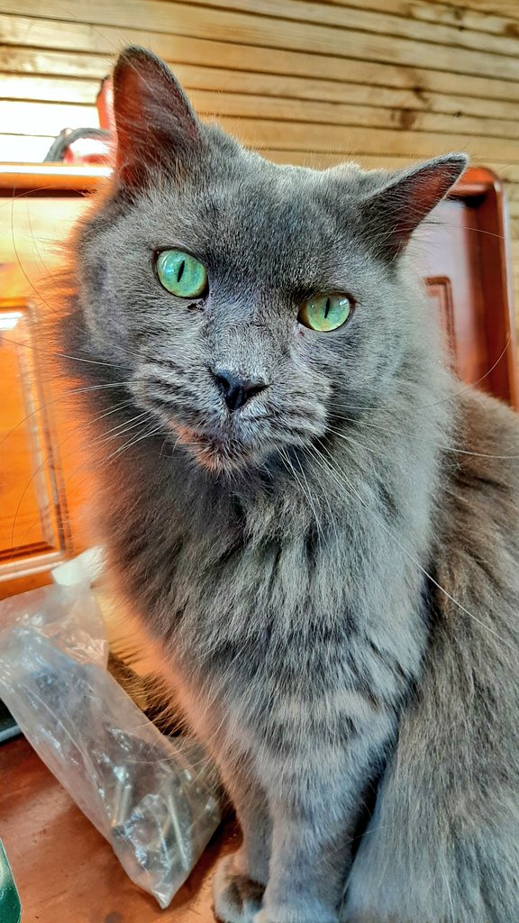 Je t'aime Coffy, repose en paix mon petit bébé 💔