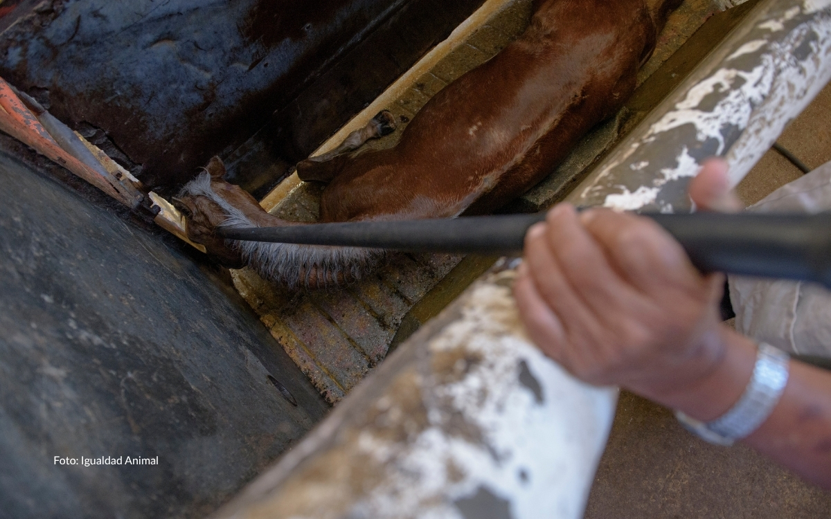 Aristegui Noticias tweet media