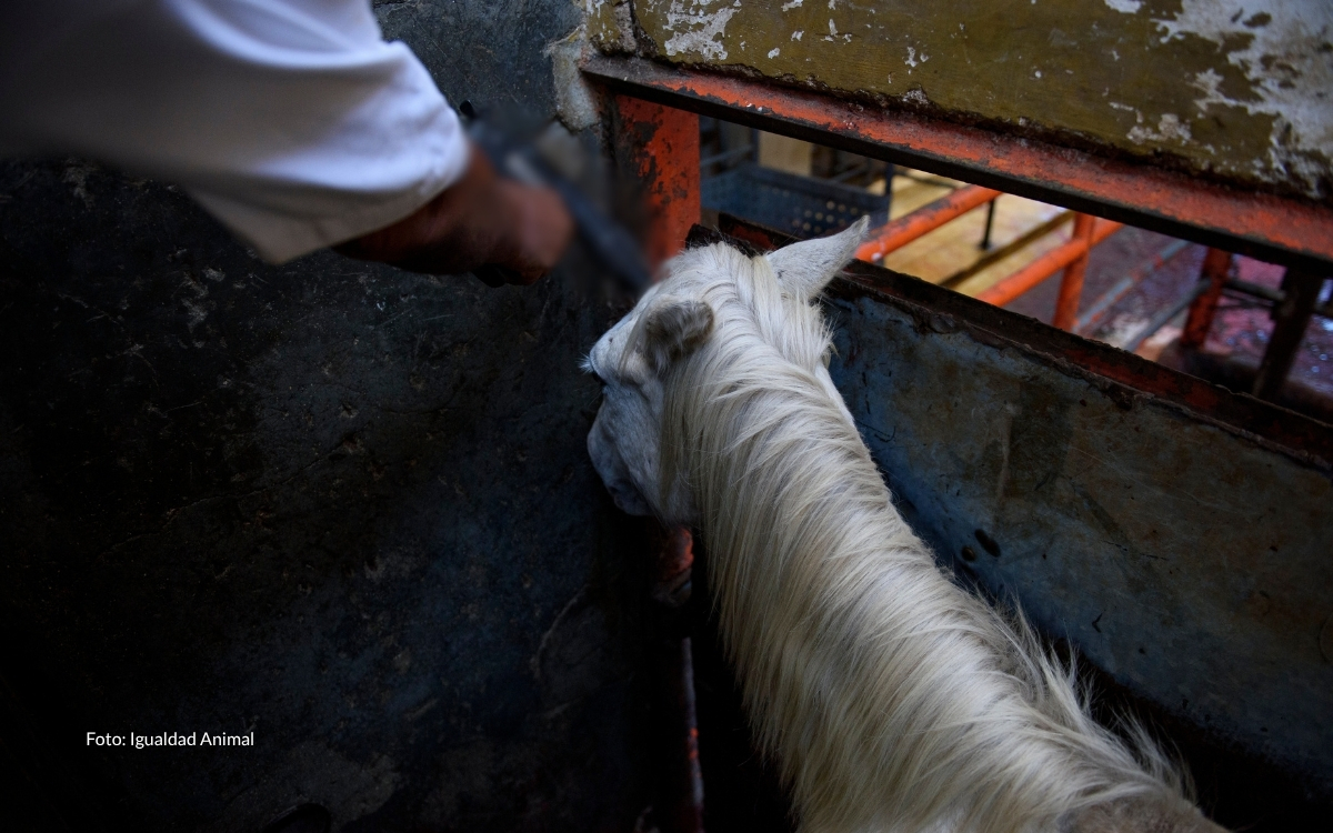 Aristegui Noticias tweet media