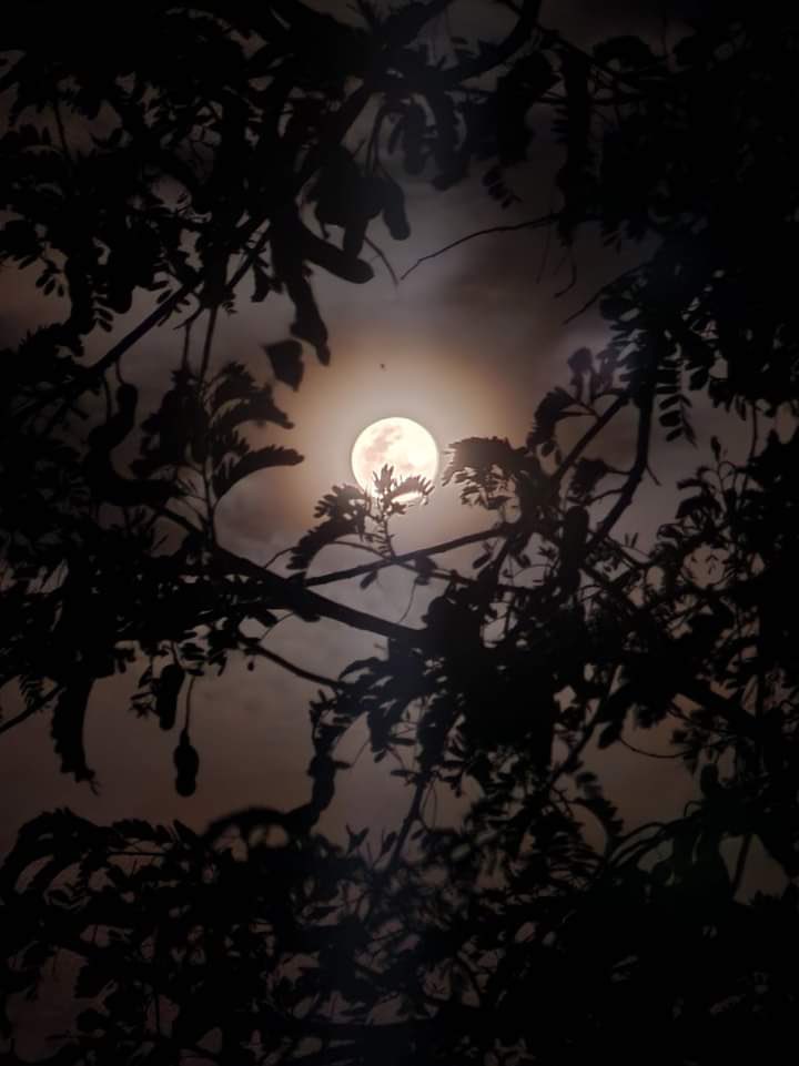 ﮼،هوى tweet media