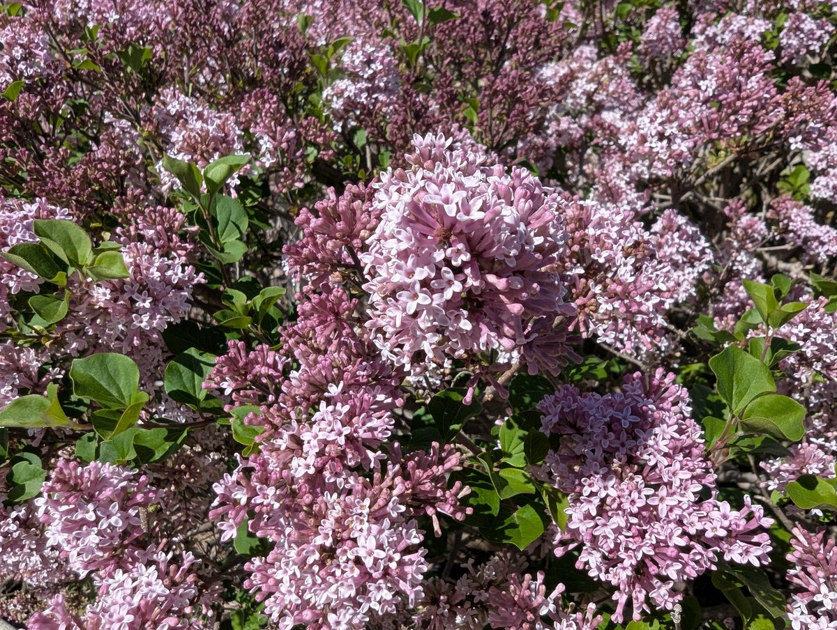 ★Knight★🏳️‍⚧️ tweet media