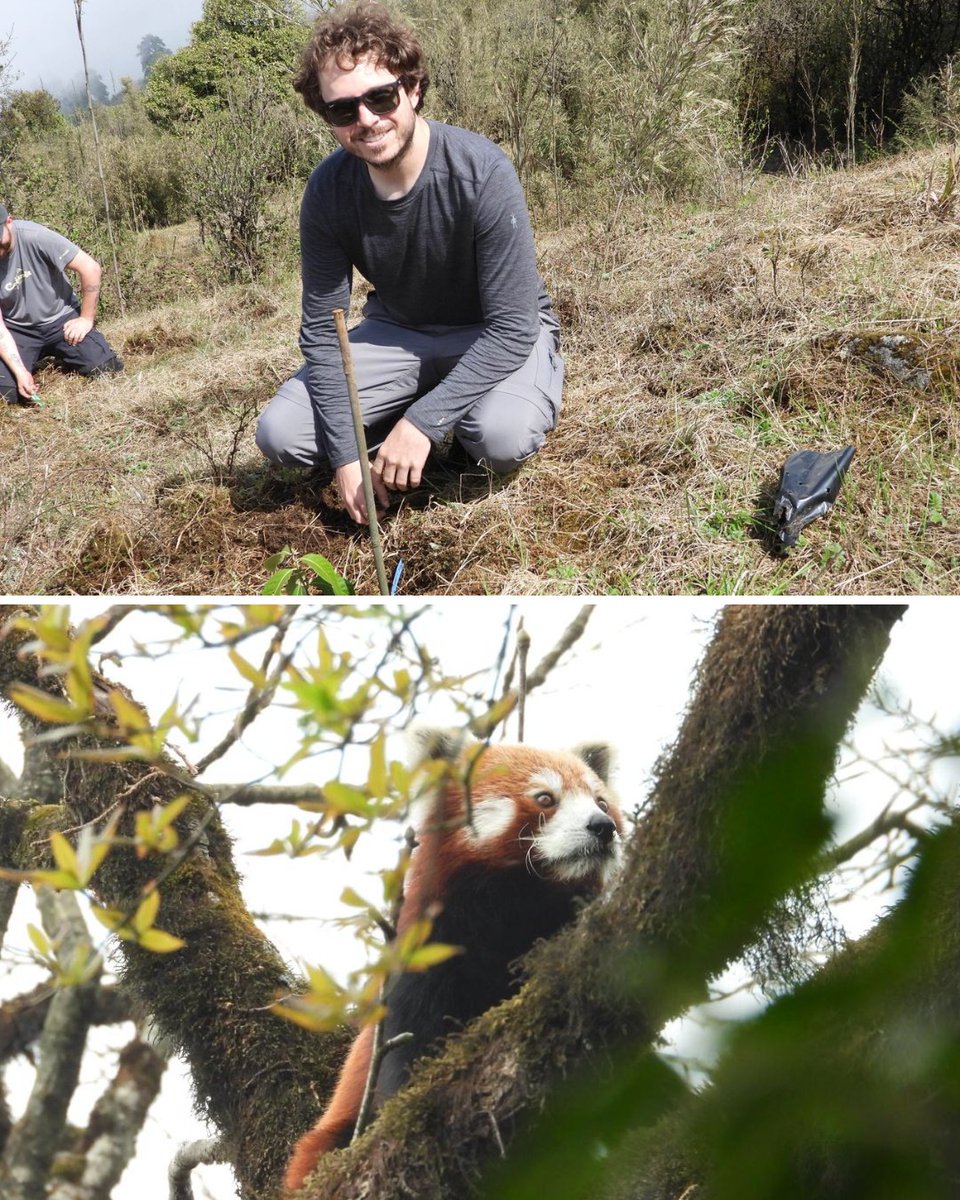 Red Panda Network tweet media