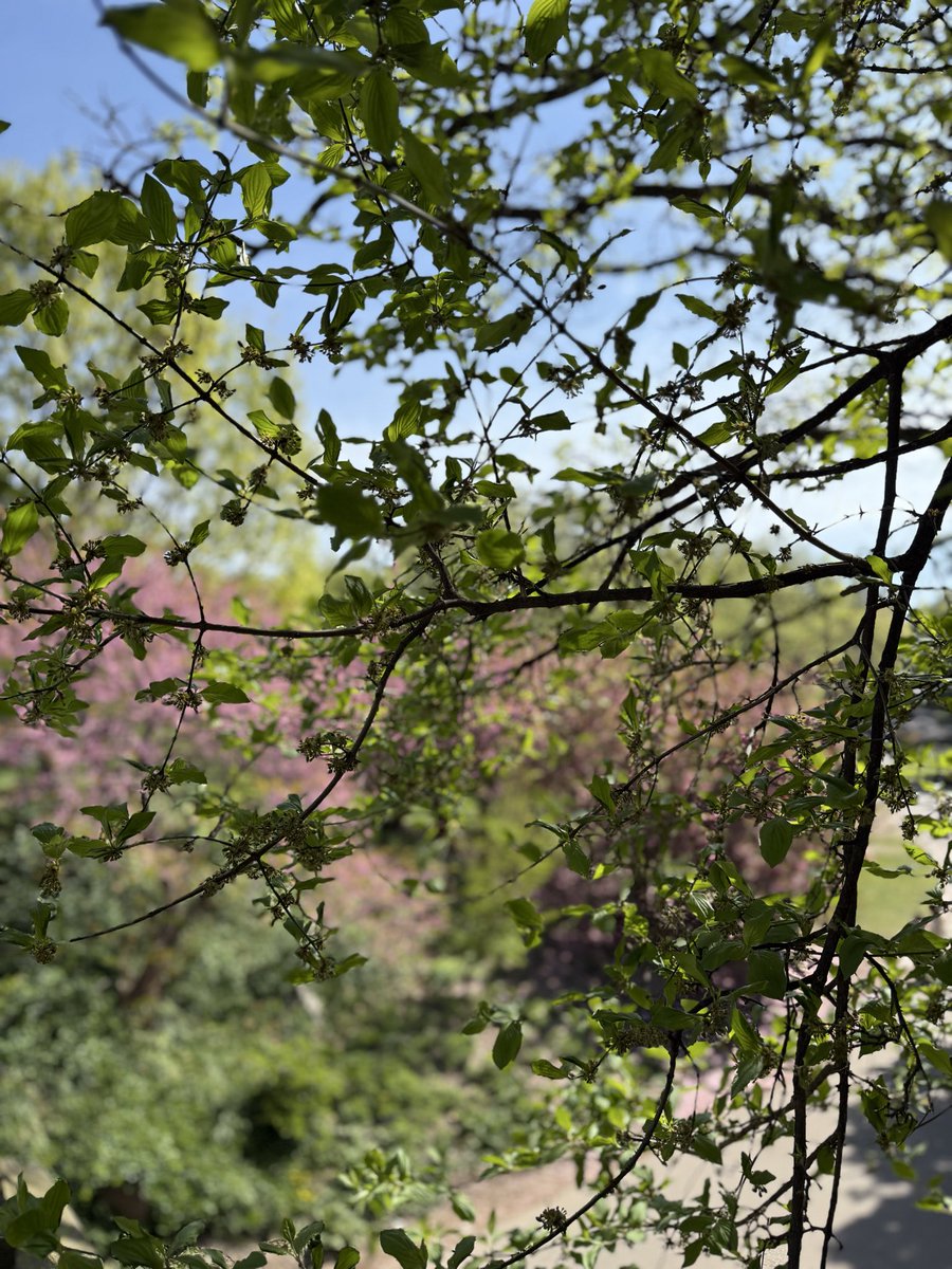 Bademlerden Say Beni

Beni bir ağaç gölgesiyle hatırla,
Bir martı kanadında, bir dalga sesinde.
Zamanın en ince yerinden kırıldığı o anda,
Bademlerden say beni, çiçek açtığım mevsimde.

Bir gün bir rüzgâr geçerse şehrinden,
Savrulan yapraklar gibi dağılırsa hatıralar,
Korkma,