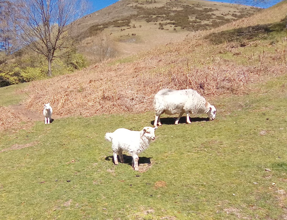 DeniseAnJackson's tweet image. #Shropshire lambs and their Mum on a gorgeous morning in Carding Mill Valley, Church Stretton.