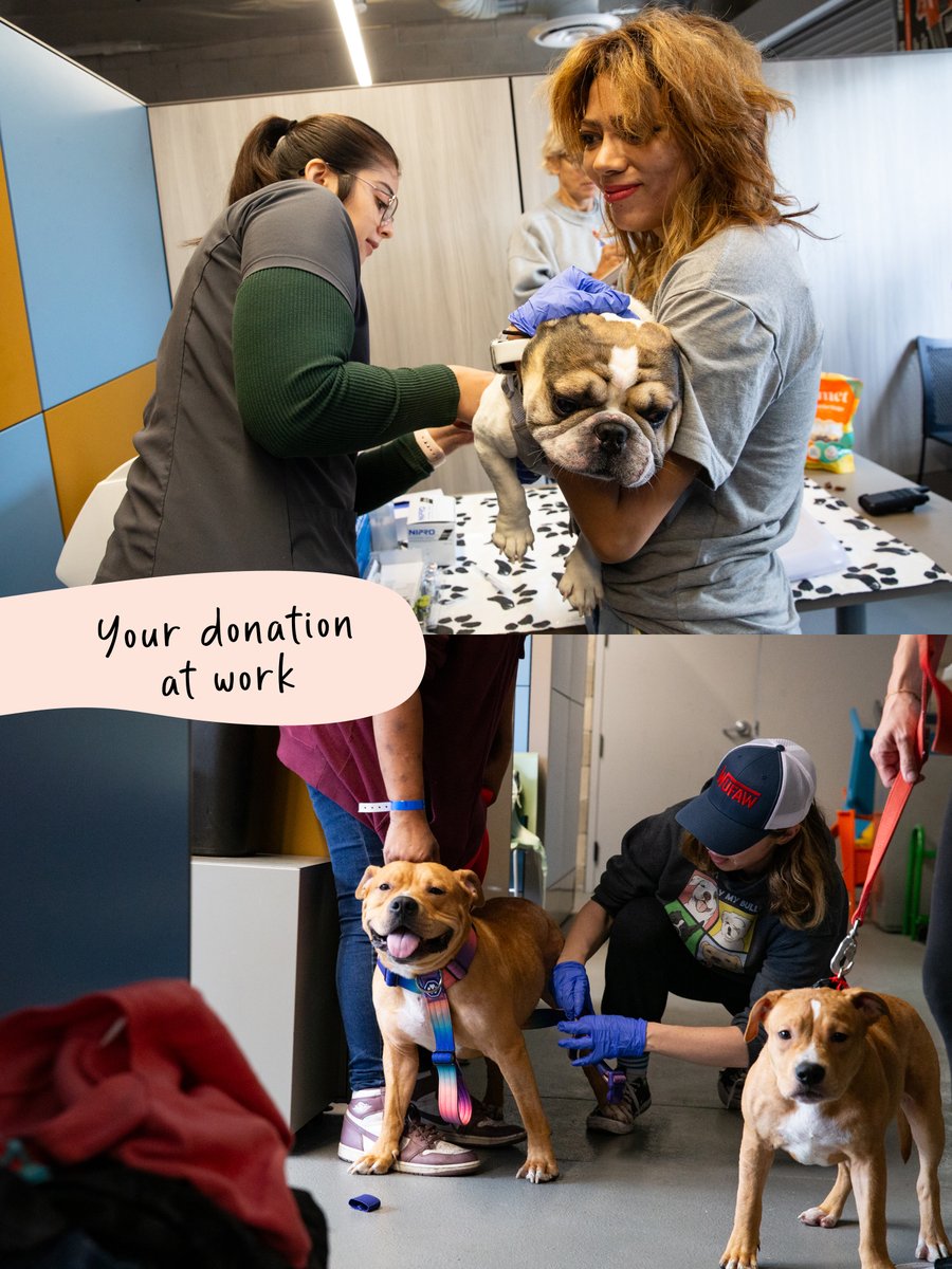 We set up in Skid Row and served 70 pets with free care.💙

If you’ve ever wondered where your donation goes—it goes here. Into a field kit for street vet outreach or a clinic like this. 🐾

Tap the link in bio to donate and fund the next clinic day on Skid Row and beyond.😊