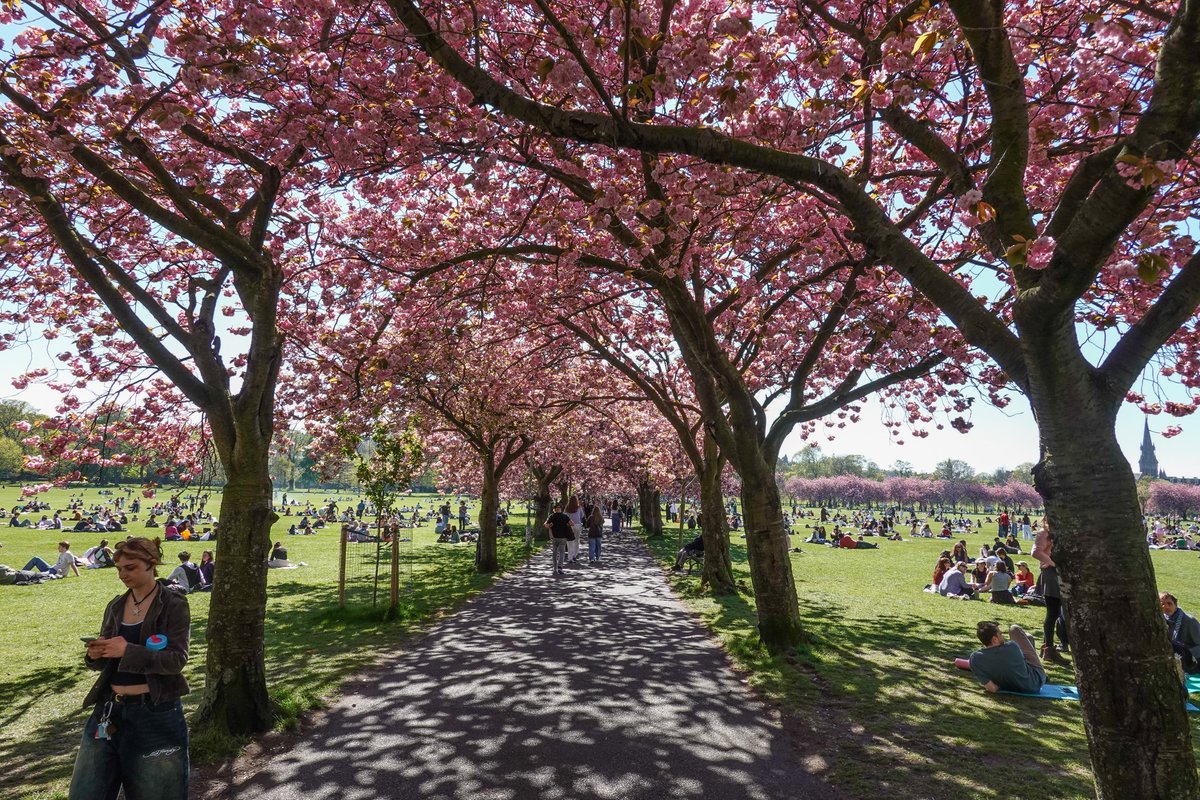 PhotoGoku's tweet photo. #sakura #cherryblossom #meadows #meadowsedinburgh #edinphoto #edinburgh https://t.co/jileatXg1B