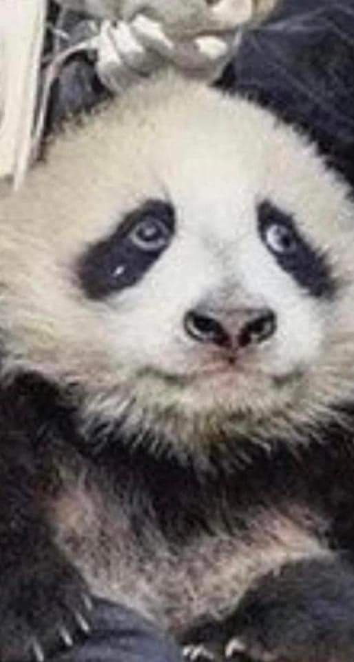 永月弥生 tweet media