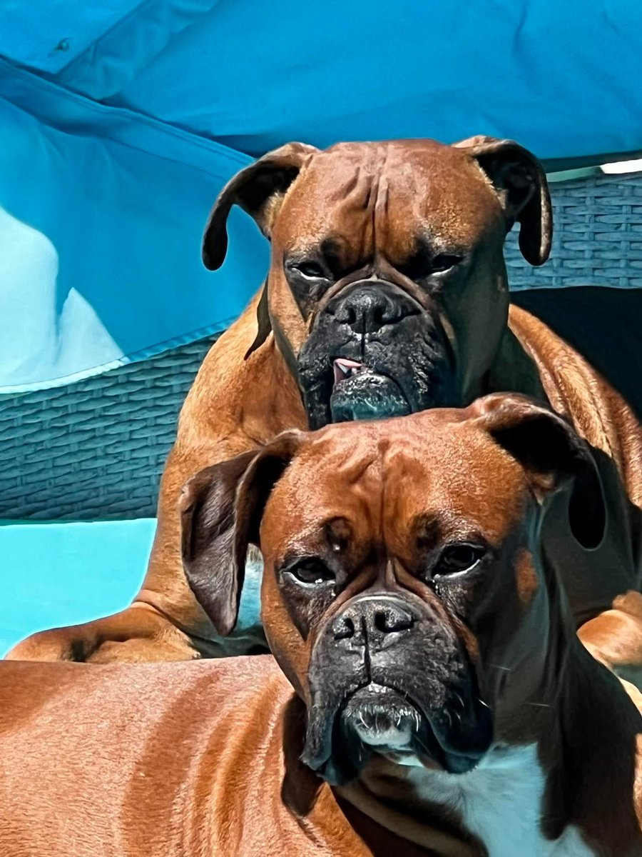 Amy’s Boxer Dogs tweet media