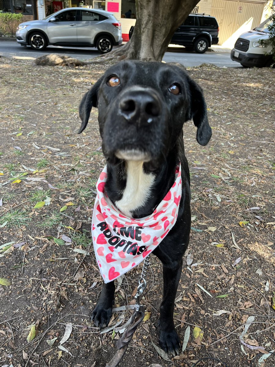 𝙷𝚎𝚕𝚊 𝙼𝚘𝚛𝚎 🐶 tweet media