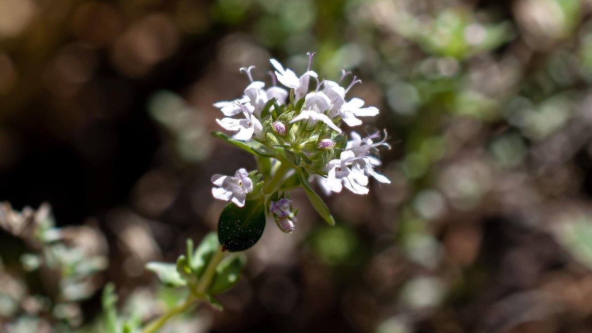 homeremedyusa's tweet image. Thyme is a powerful herb for respiratory support, digestion, and everyday wellness. Learn how to use it safely in simple home remedies. #homeremedies #thyme

homeremedycentral.com/en/herbal-reme…