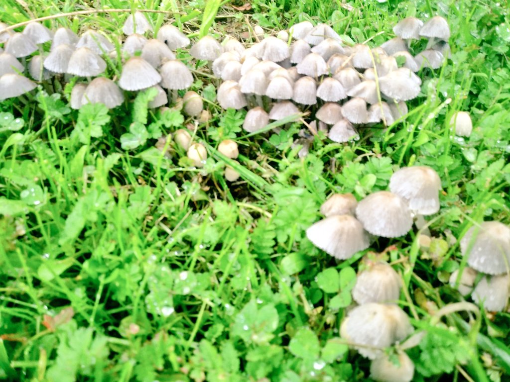 KMarestyrth's tweet image. Archivo de imágenes y recortes recopilados por Marcos Andrés Barros Ketterer. Marestyrth. #images #image #Temuco #Chile #Araucanía #Cautín #picture #pictures #photo #MarcosAndrésBarrosKetterer #Marestyrth #Photographer #Photography #Nature #Naturaleza #Fungi #Setas #Hongos