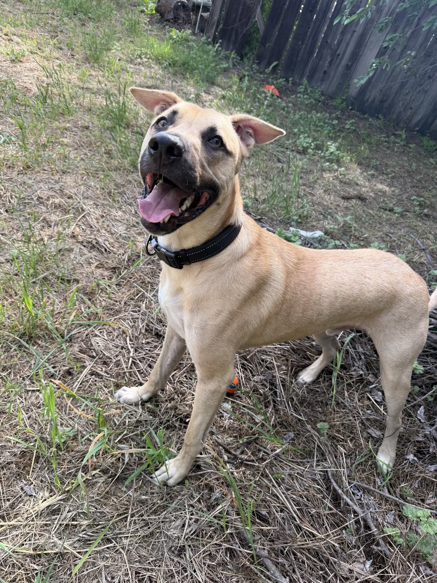 meriokingston2's tweet photo. dog update https://t.co/lvuZ9uC0sQ