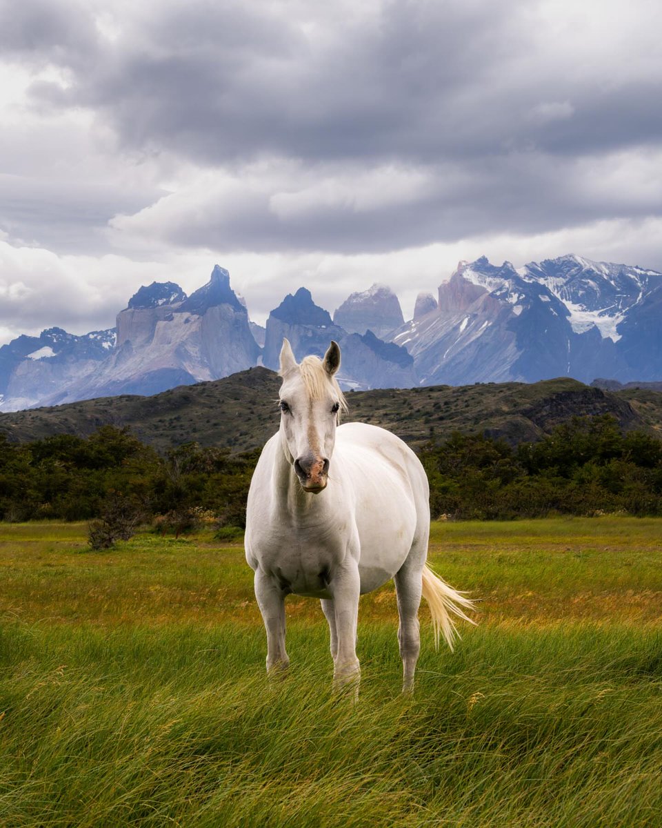 worldclick56's tweet photo. Patagonia, Chile 🇨🇱 https://t.co/FAZf9gG2lp