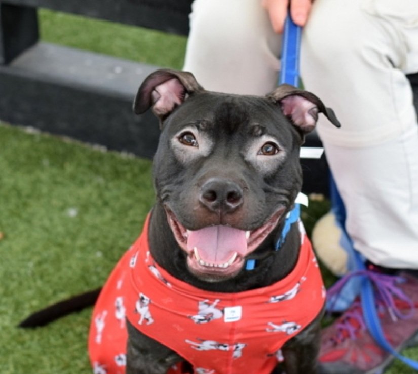 Great News!
Mustang has been reserved by a New Hope Partner 🎉🥳

Please wait for freedom pics and info from <a href="/TAPNYACC/">TAPACC</a> to honor your pledges