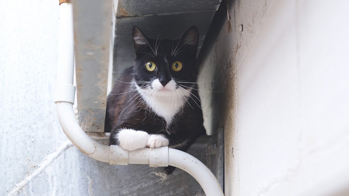 protemataro tweet media