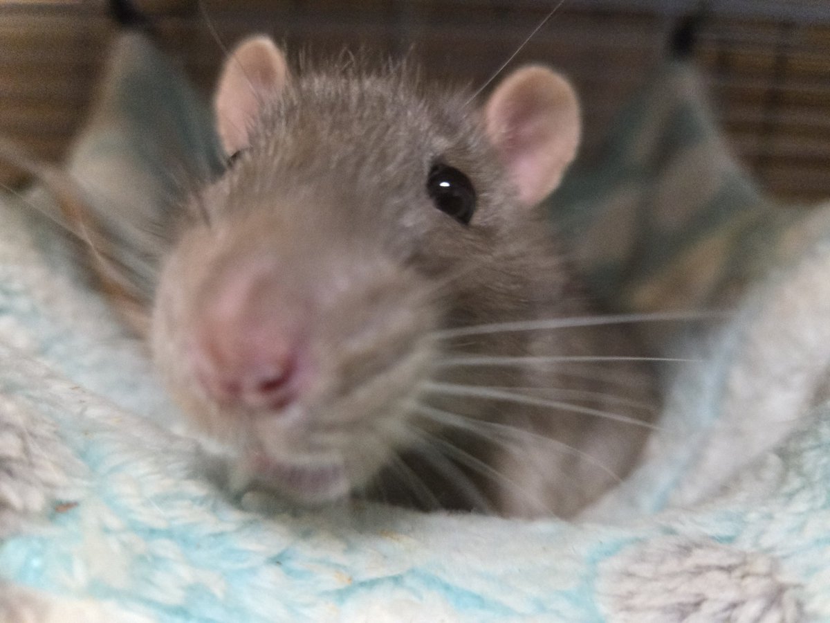 南兎（🐭） tweet media